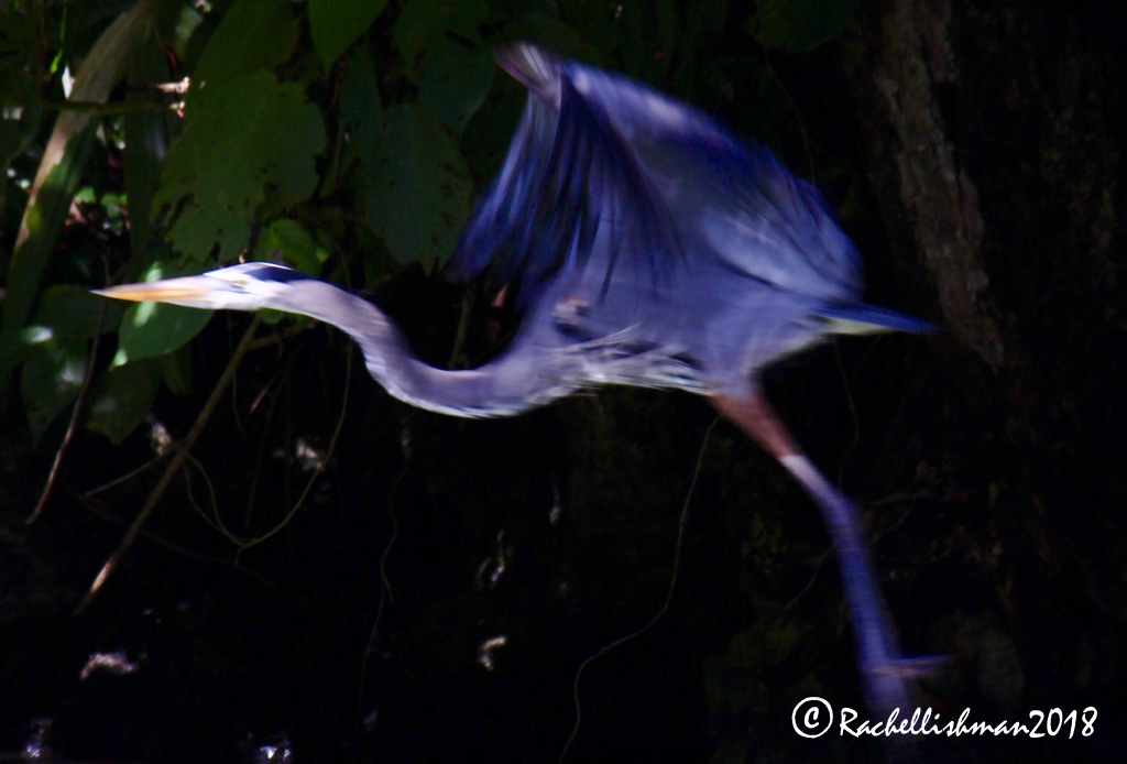 Great Blue Heron - Rio Dulce, Guatemala